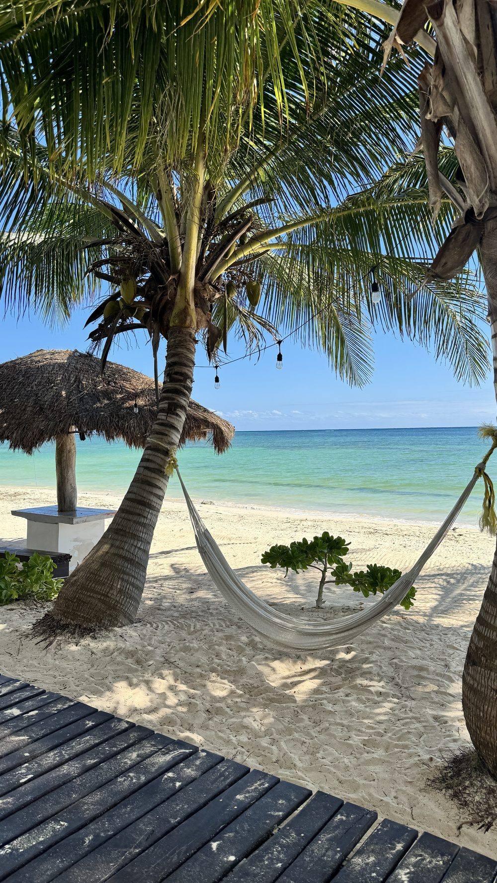 Hammock between palms at Casa Pronoia