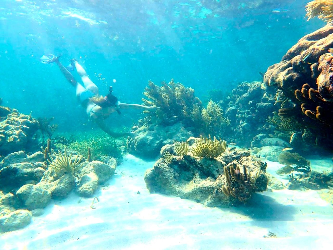 Snorkelling the reef at Pronoia