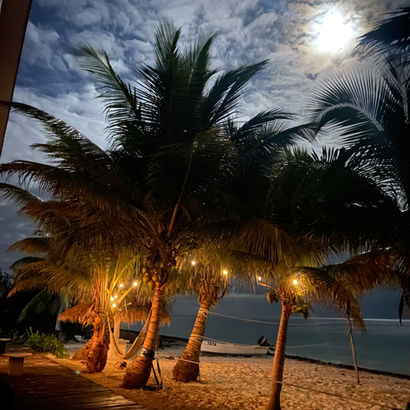 Palms at night at Casa Pronoia